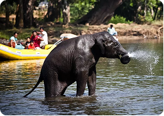 Dubare Elephant Camp